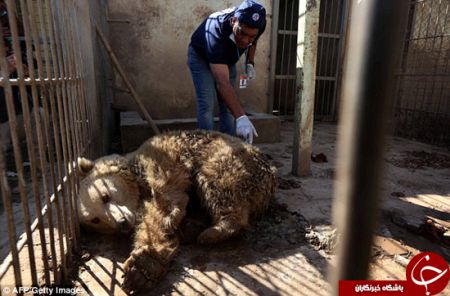 اخبار,اخبار گوناگون,حیوانات موصل هم از دست داعش راحت شدند 