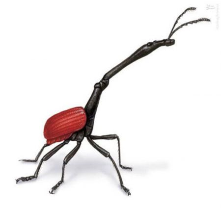 اخبار,اخبارگوناگون,سوسک گردن دراز اخبار,اخبارگوناگون,سوسک گردن دراز