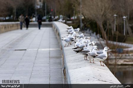   بازماندگان زنده رود