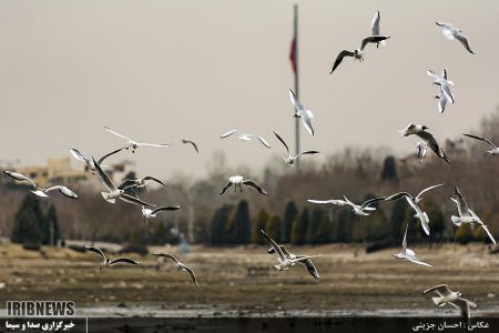   بازماندگان زنده رود