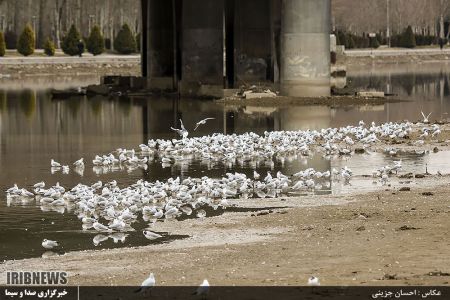   بازماندگان زنده رود