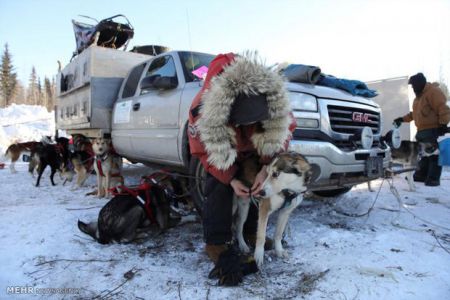   مسابقه سگ های سورتمه در آلاسکا‎