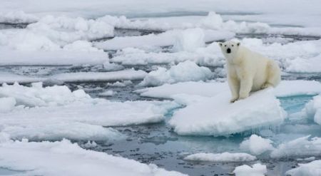   اخبار اجتماعی  ,خبرهای  اجتماعی  , یخ در اقیانوس منجمد شمالی