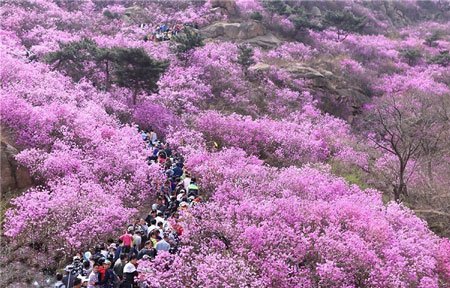 تصاویر دیدنی,تصاویر جالب,شکوفه های زیبا