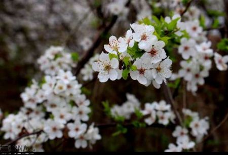 اخبار,اخبارانعکاس,شکوفه های بهاری در انزلی