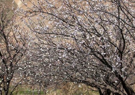 اخبار,انعکاس,طبیعت بهاری اردبیل