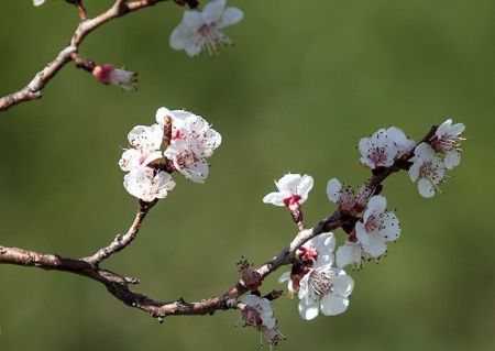 اخبار,انعکاس,طبیعت بهاری اردبیل