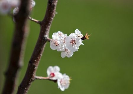 اخبار,انعکاس,طبیعت بهاری اردبیل