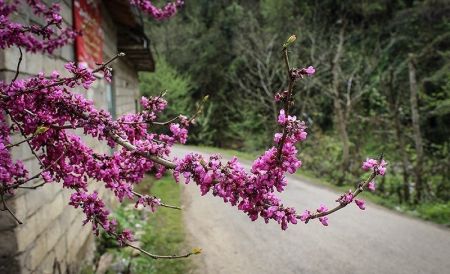 اخبار,انعکاس, طبیعت بهاری چابکسر