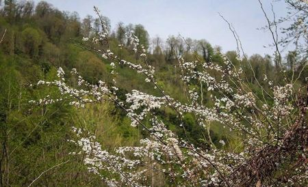 اخبار,انعکاس, طبیعت بهاری چابکسر