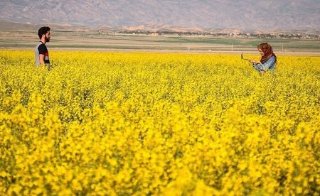   اخبارگوناگون,خبرهای گوناگون ,مزارع طلایی کلزا