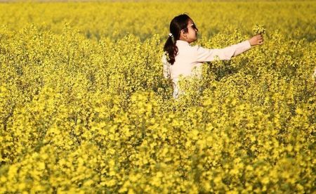   اخبارگوناگون,خبرهای گوناگون ,مزارع طلایی کلزا