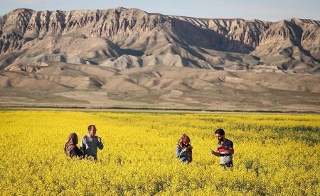   اخبارگوناگون,خبرهای گوناگون ,مزارع طلایی کلزا