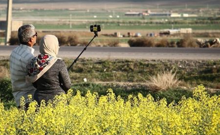   اخبارگوناگون,خبرهای گوناگون ,مزارع طلایی کلزا