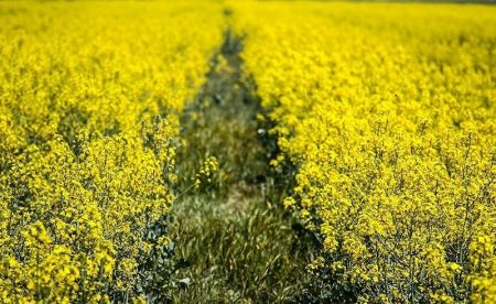   اخبارگوناگون,خبرهای گوناگون ,مزارع طلایی کلزا