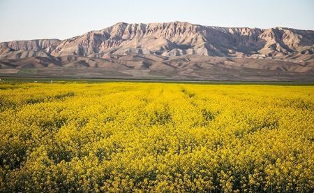   اخبارگوناگون,خبرهای گوناگون ,مزارع طلایی کلزا