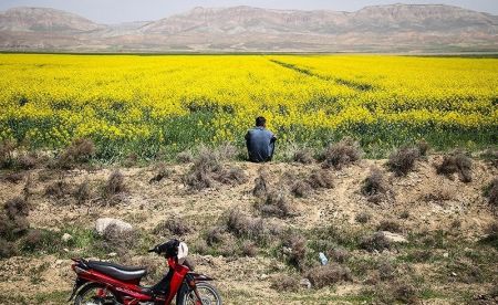   اخبارگوناگون,خبرهای گوناگون ,مزارع طلایی کلزا