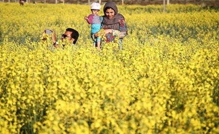   اخبارگوناگون,خبرهای گوناگون ,مزارع طلایی کلزا