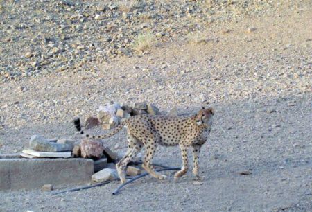     اخباراجتماعی ,خبرهای  اجتماعی , یوزپلنگ