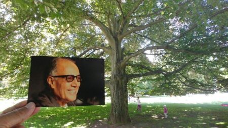   اخبار فرهنگی,خبرهای  فرهنگی ,درختی به نام عباس کیارستمی