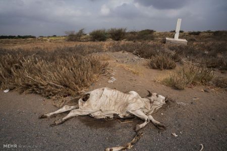 اخبار,عکس خبری,یمن