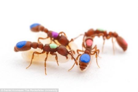  اخبارعلمی ,خبرهای  علمی ,مهندسی ژنتیک مورچه‌ها