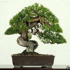   اخبارسیاسی ,خبرهای  اجتماعی  ,درختان بن‌سای
