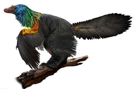 اخبار,اخبار گوناگون,کشف فسیل دایناسوری با پرهای رنگارنگ در چین