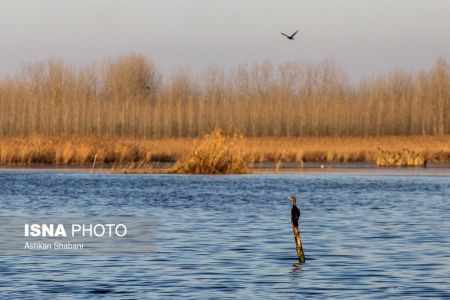 اخبار,عکس خبری,تالاب انزلی