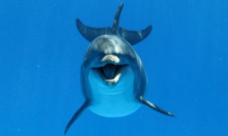 اخبار,اخبارگوناگون,چیزهایی که حیوانات تشخیص میدهند، ولی ما نمیتوانیم اخبار,اخبارگوناگون,چیزهایی که حیوانات تشخیص میدهند، ولی ما نمیتوانیم