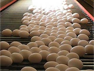اخباراقتصادی,خبرهای اقتصادی, تخممرغ وارداتی اخباراقتصادی,خبرهای اقتصادی, تخممرغ وارداتی