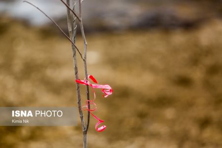 اخبار,عکس خبری,کاشت ۳۲ اصله نهال به نام شهدای سانچی