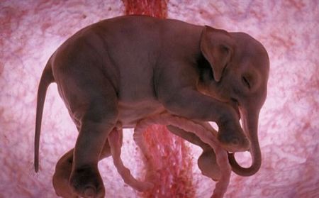 اخبار,اخبار گوناگون,تصاویر شگفت انگیز حیوانات قبل از تولد