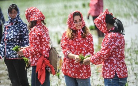 عکسهای جالب,عکسهای جذاب, کاشت برنج   