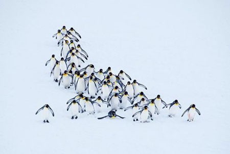 عکسهای جالب,عکسهای جذاب,پیاده روی پنگوئن ها   