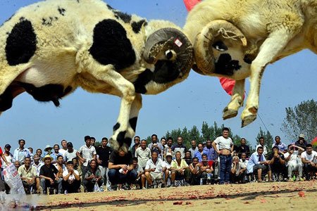 عکسهای جالب,عکسهای جذاب,مسابقه جنگ قوچ ها 