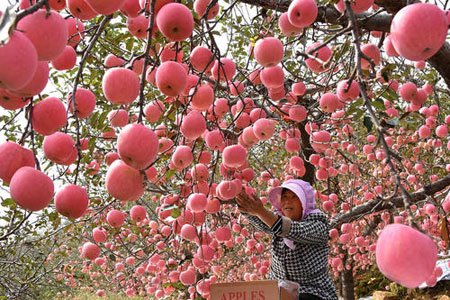 عکسهای جالب,عکسهای جذاب,باغ سیب  