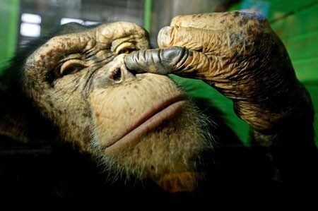 عکسهای جالب,عکسهای جذاب,شامپانزه 