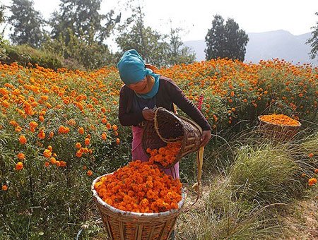 عکسهای جالب,عکسهای جذاب, گل همیشه بهار