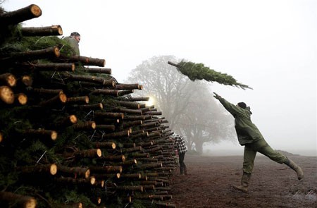 عکسهای جالب,عکسهای جذاب,درخت های کریسمس 
