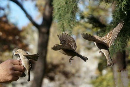 عکسهای جالب,عکسهای جذاب, غذا دادن به گنجشک ها