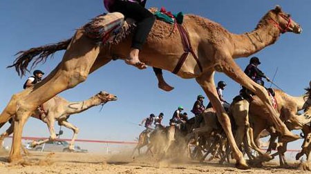 عکسهای جالب,عکسهای جذاب,مسابقه شترسواری 