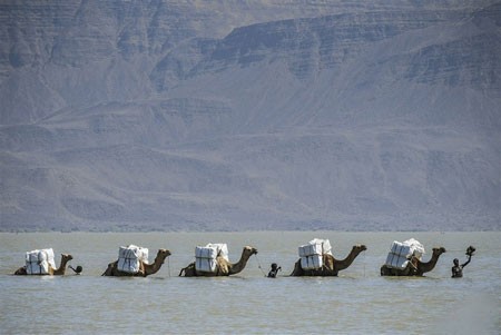 عکسهای جالب,عکسهای جذاب,کاروان شتر 