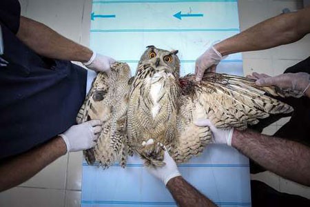 مداوای یک جغد زخمی شده از سوی شکارچیها در یک کلینیک حیوانات در شهر وان ترکیه/ عکس: خبرگزاری آناتولی عکسهای جالب,عکسهای جذاب ,جغد