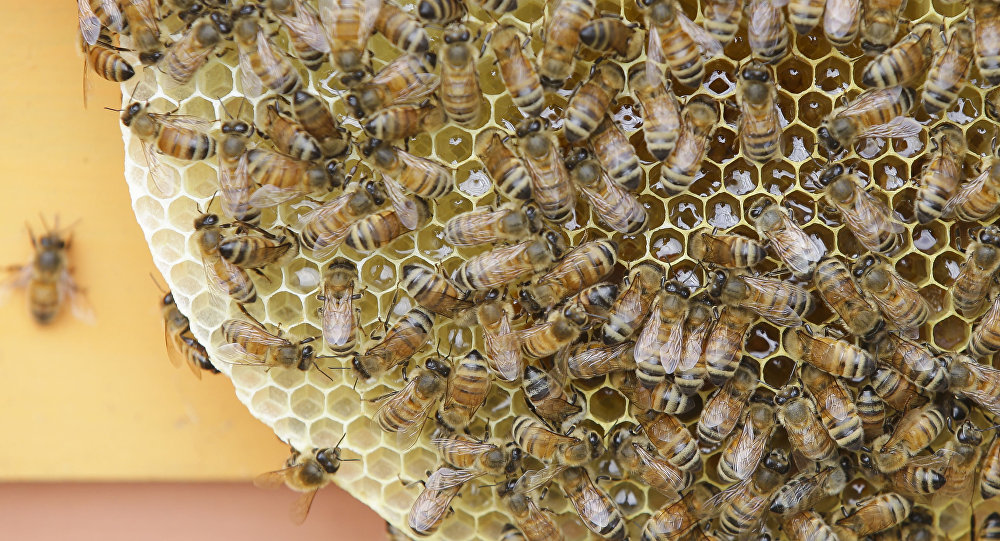 اخبار,اخبار علمی,زنبور عسل
