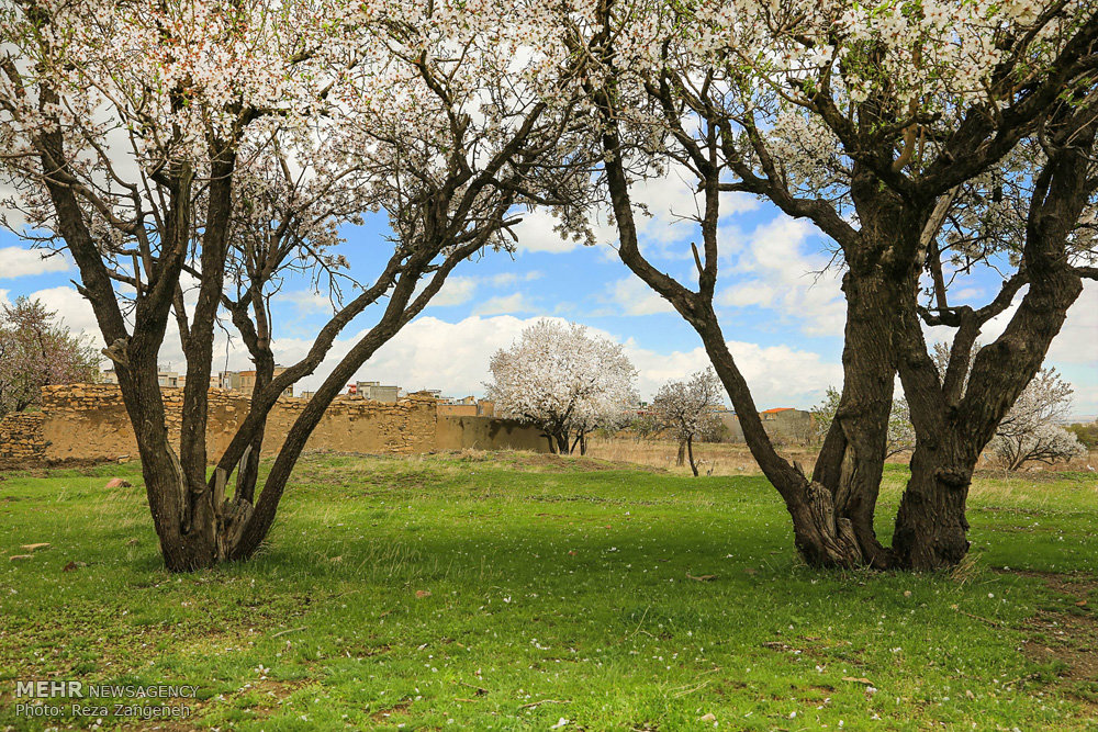 اخبار,انعکاس, طبیعت بهاری همدان