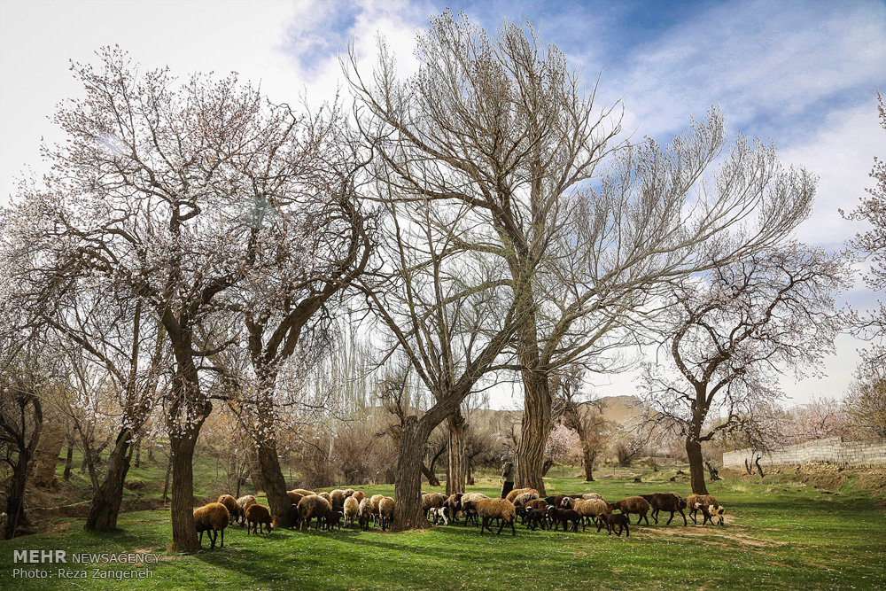 اخبار,انعکاس, طبیعت بهاری همدان