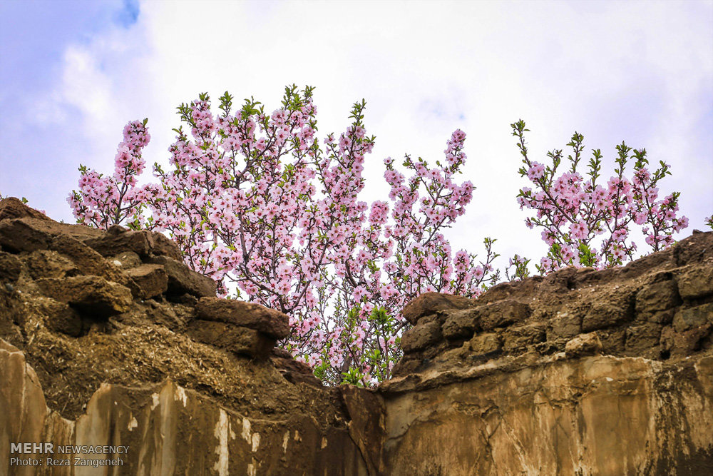 اخبار,انعکاس, طبیعت بهاری همدان