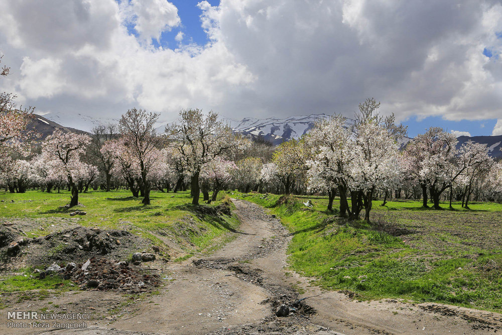 اخبار,انعکاس, طبیعت بهاری همدان