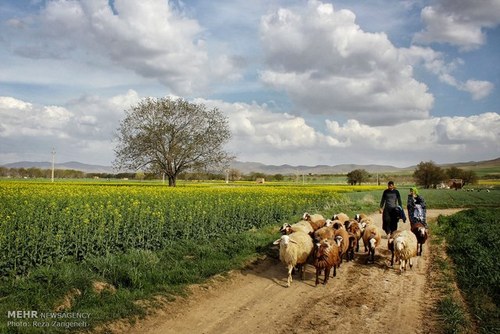   اخبار اجتماعی  ,خبرهای  اجتماعی, مزارع کشاورزی 